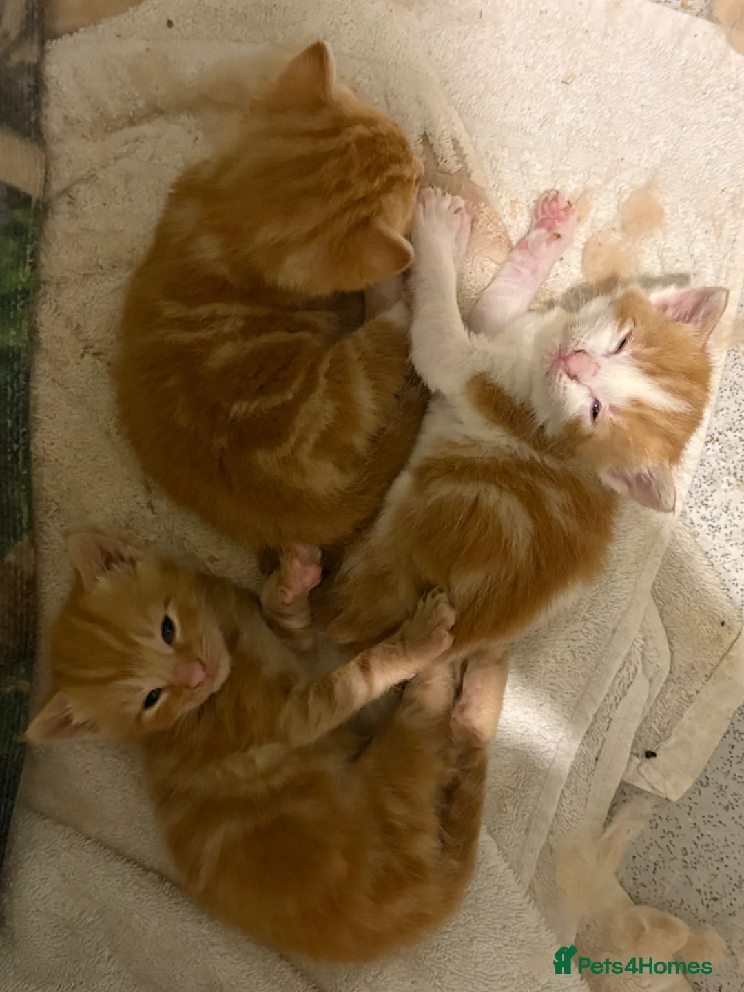 British Shorthair cats for sale: Gorgeous ginger babies in Swaffham - Advert 2