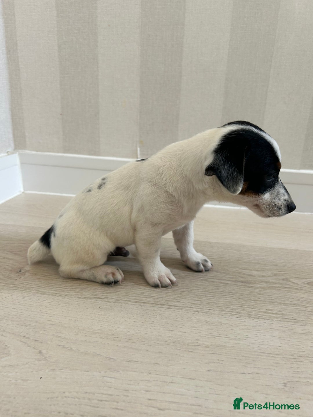 Mixed Breed dogs for sale: Jack Russell Boy  - Image 5