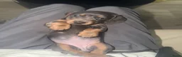 Miniature Dachshund dogs for sale: Miniature dashcund puppies  - Advert 9