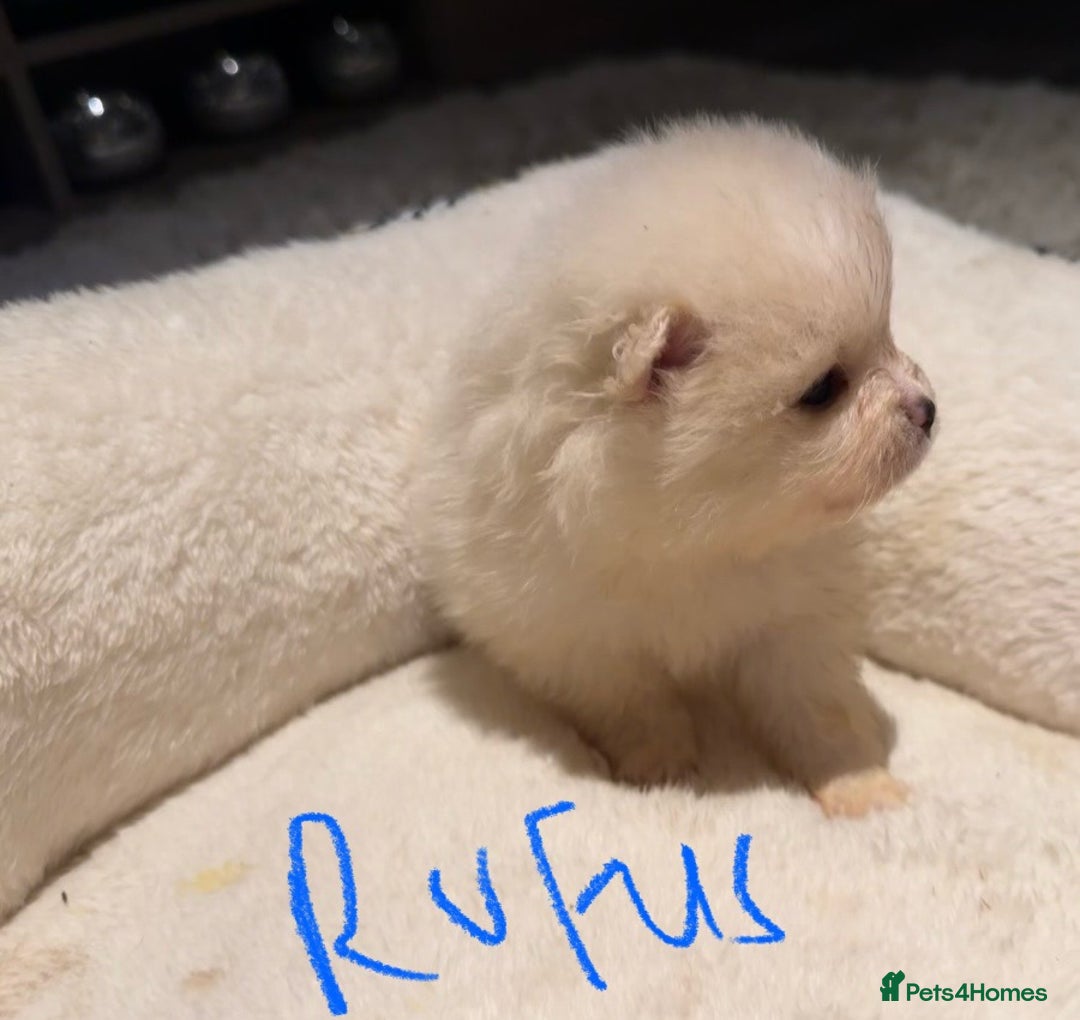 Pomeranian dogs for sale: Pomeranian puppies  - Advert 7