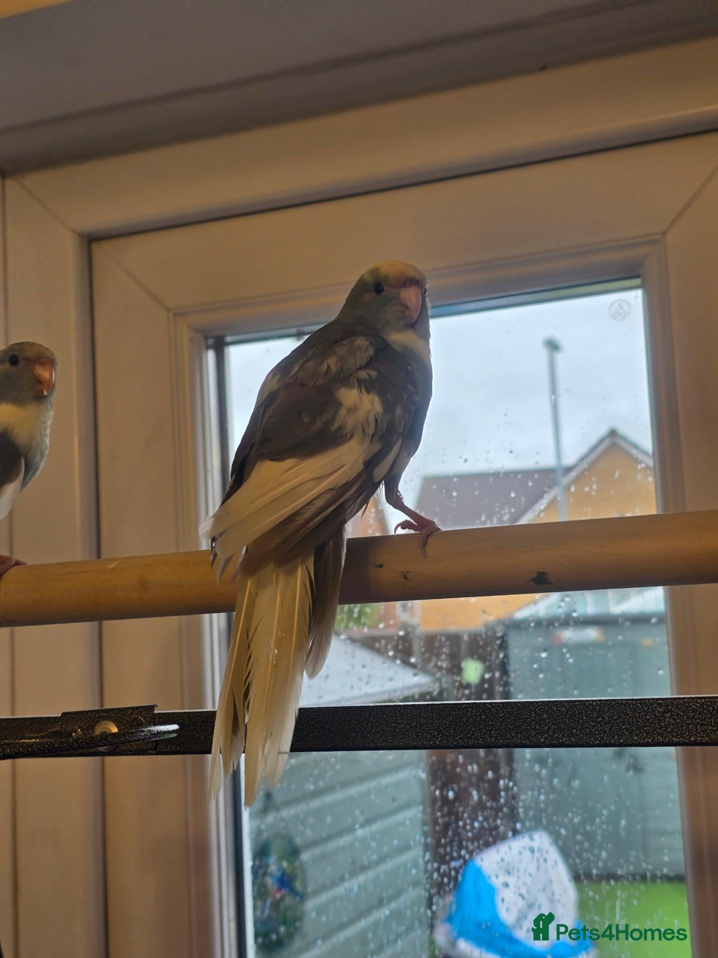 Parakeets birds for sale: Kakariki babies  - Advert 2