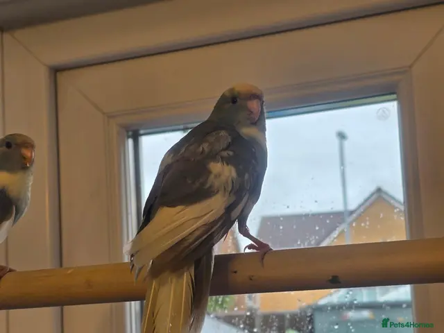 Parakeets birds for sale: Kakariki babies - Advert 2