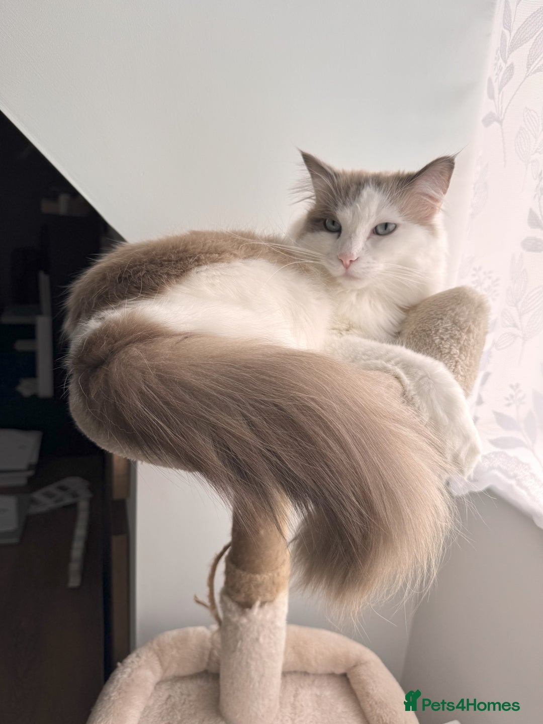 Ragdoll cats for sale: Loving Ragdoll Cats Looking for a New Home £500 in Bolton - Image 13