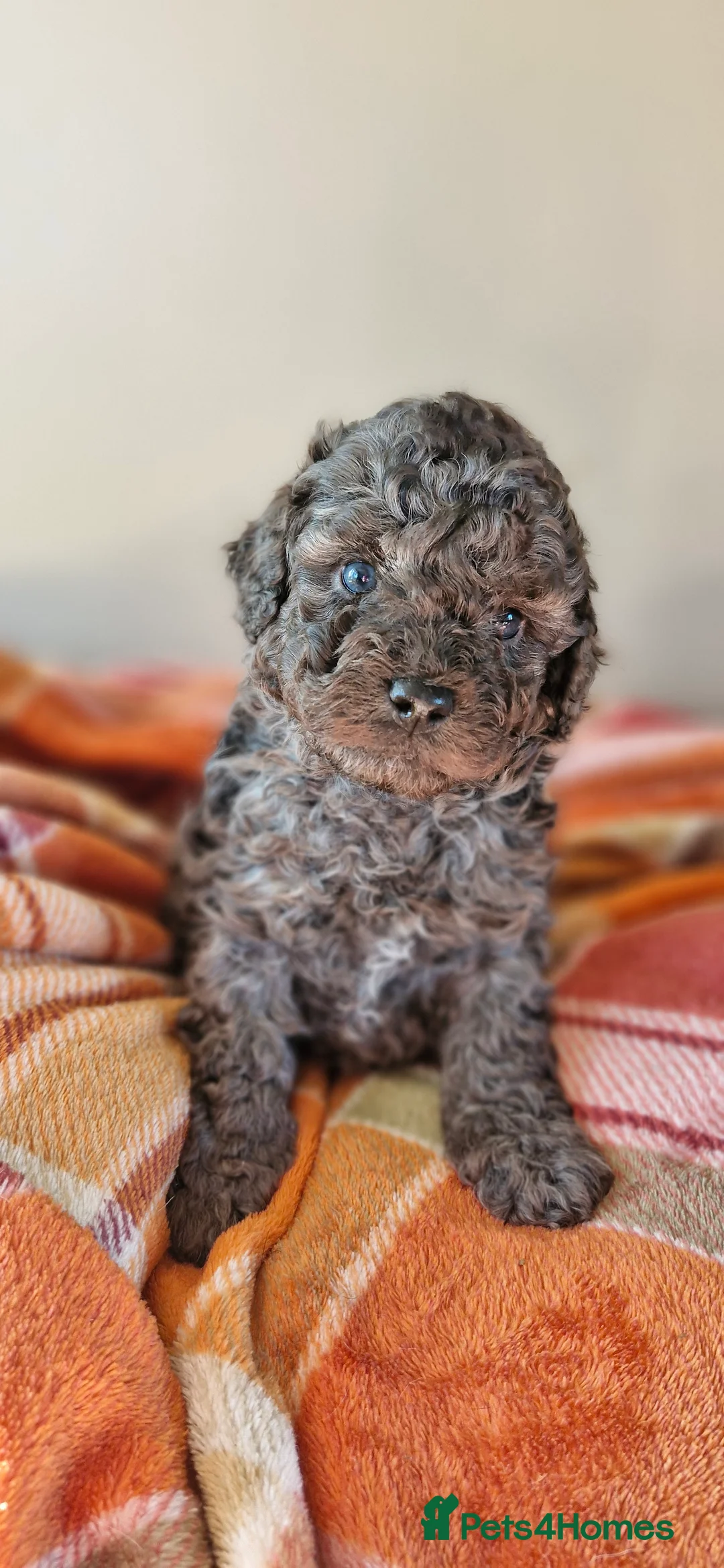 Poodle dogs for stud: Merle black & silver poodle for stud only .  in Lincoln - Advert 15