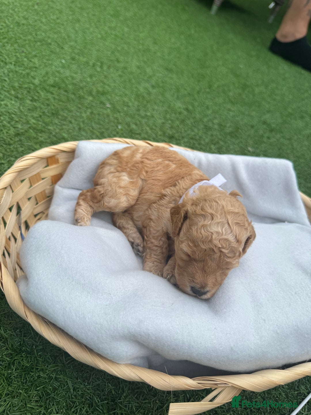 Labradoodle dogs for sale: Labradoodle puppies looking for a loving home  - Image 10