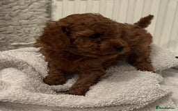 Toy Poodle dogs for sale: Stunning Fox Red Toy Poodles - Image 9