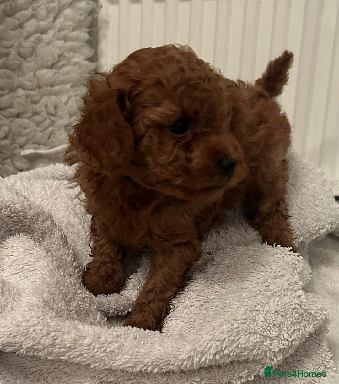 Toy Poodle dogs for sale: Stunning Fox Red Toy Poodles - Image 9