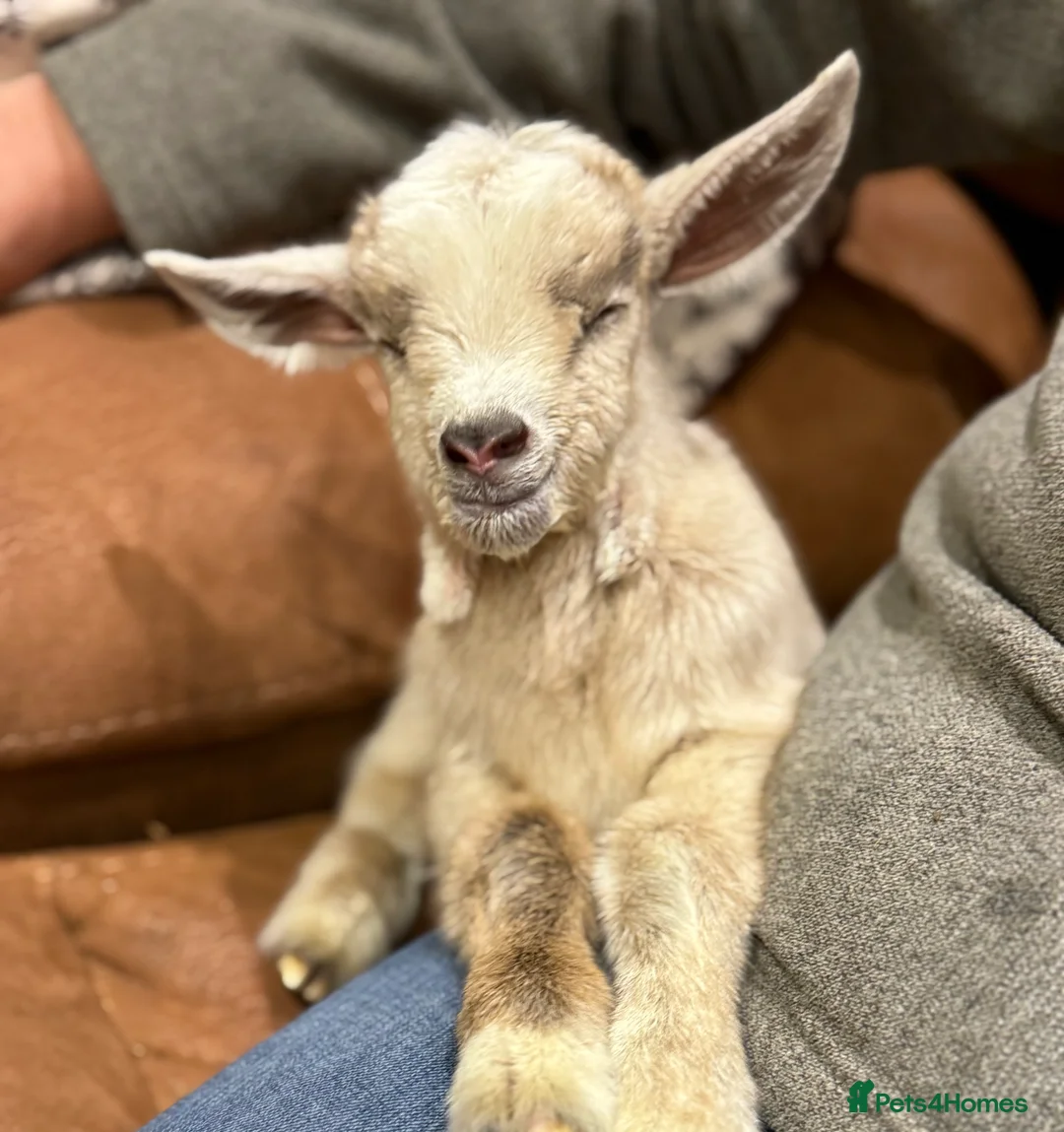 Goats livestock for sale: NEW BORN BOTTLE FED BABIES AND YOUNG NANNIES  - Advert 24