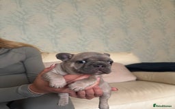 French Bulldog dogs for sale: Beautiful Frenchbulldog puppies 🇫🇷  - Image 2