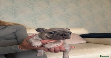 French Bulldog dogs - Advert 16