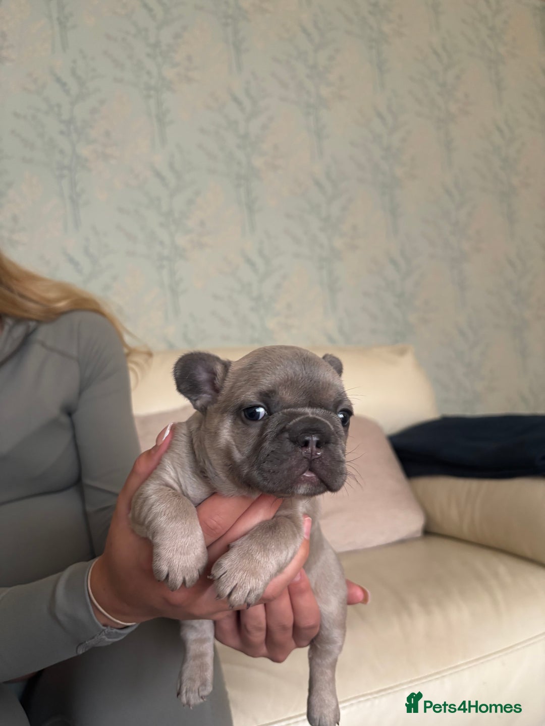 French Bulldog dogs for sale: Beautiful Frenchbulldog puppies 🇫🇷  - Image 2