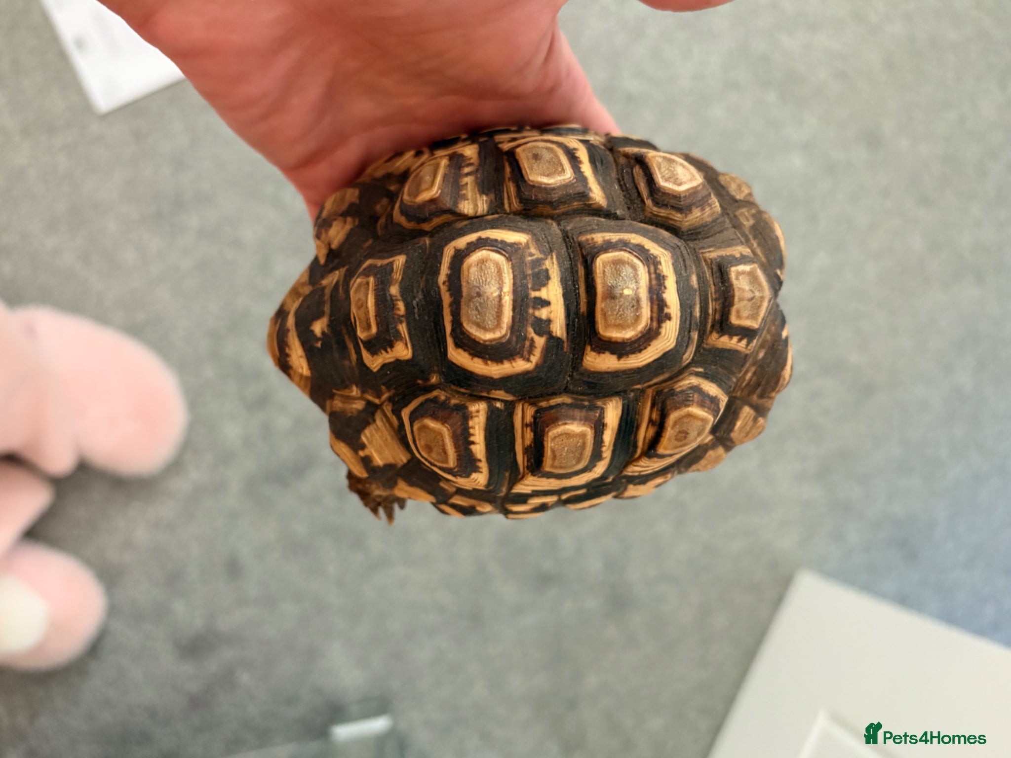 Tortoise reptiles Leopard tortoise including full set up - Advert 1