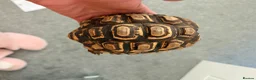Tortoise reptiles for sale: Leopard tortoise including full set up - Advert 1