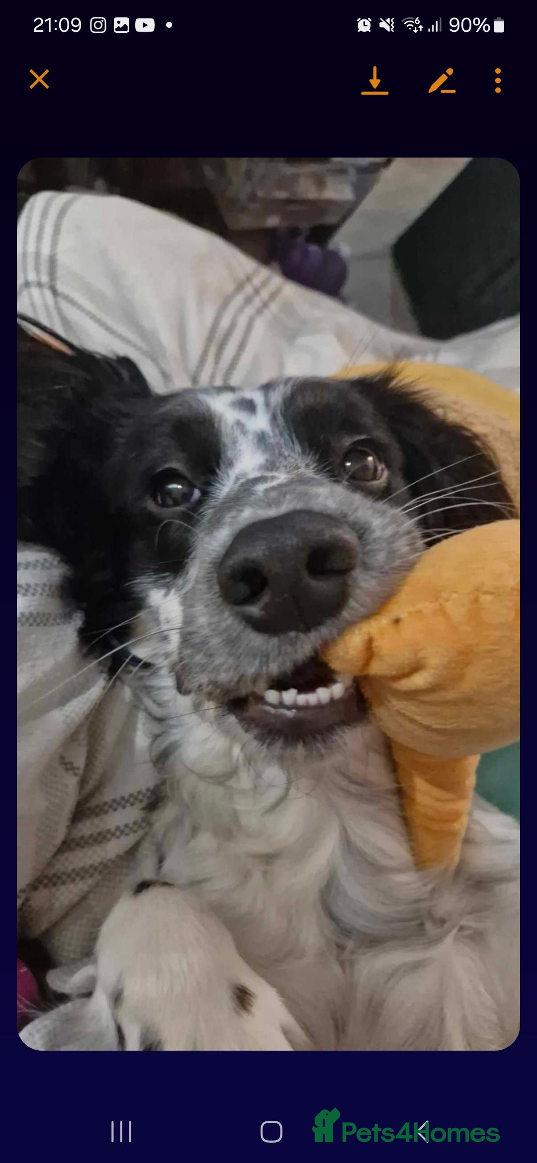 Sprocker dogs for stud: Sprocker for stud  in Leeds - Advert 3