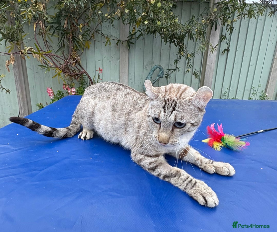 Keetso cats for sale: Superb polydactyl curled eared Keetso girl  - Image 12
