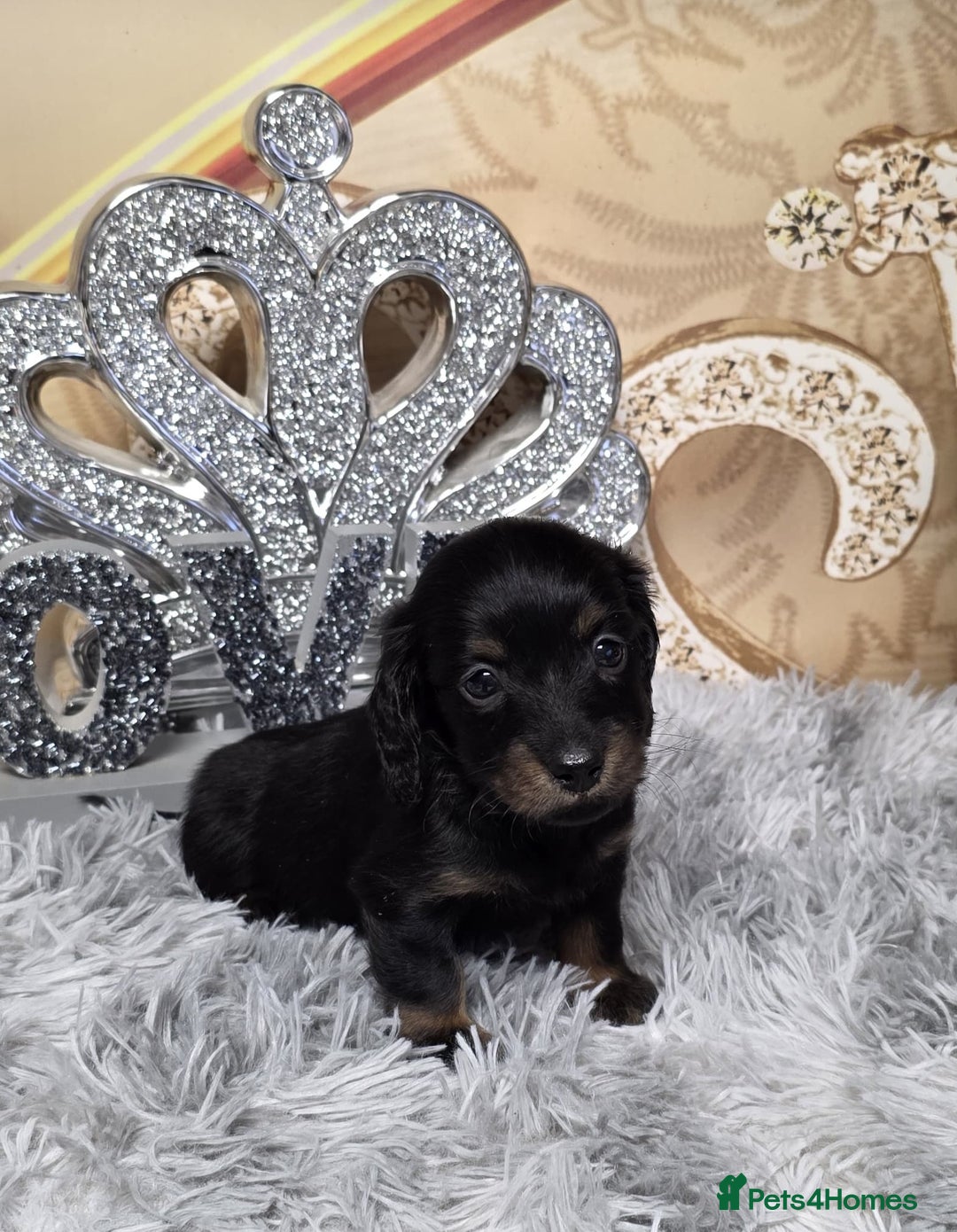 Miniature Dachshund dogs for sale: Adorable KC long coat boys available  - Advert 4