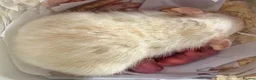 Rat rodents for sale: Beautiful siamese baby rats - Advert 17