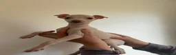 Italian Greyhound dogs for sale: Cream  girl ready to leave  - Advert 7