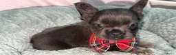 French Bulldog dogs for sale: 1 boy left blue and tan frenchie ready to leave - Advert 24