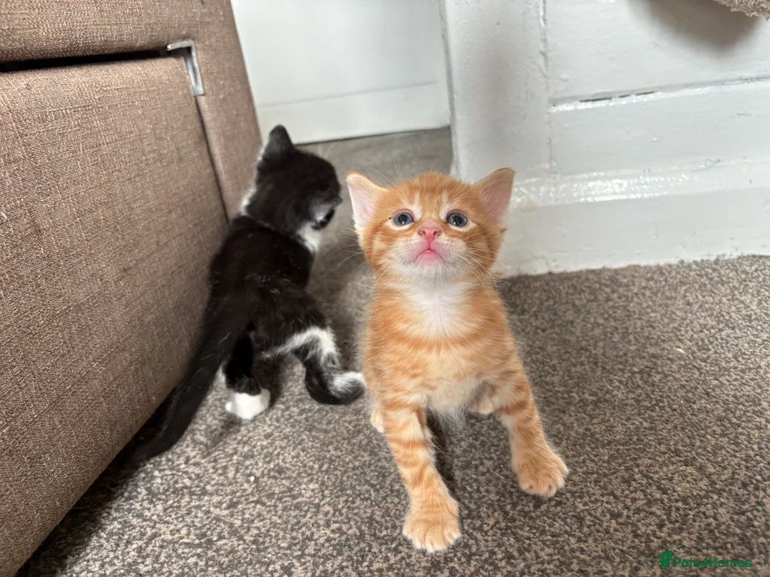 Mixed Breed cats for sale: 4 adorable mixed breed kittens  - Advert 6