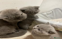 British Shorthair cats for sale: Stunning GCCF British Shorthair Pedigree Kittens - Image 10