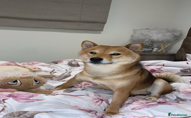 Japanese Shiba Inu dogs Paddington - Advert 3