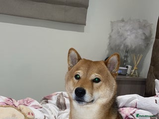 Japanese Shiba Inu dogs Paddington - Advert 14