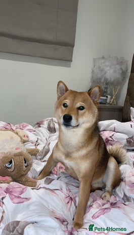 Japanese Shiba Inu dogs Paddington - Advert 1