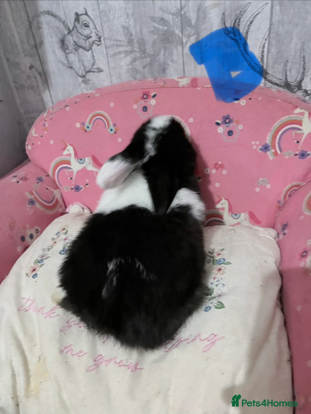 Mini Lop rabbits for sale: Mini lop babies 🐰  - Advert 6