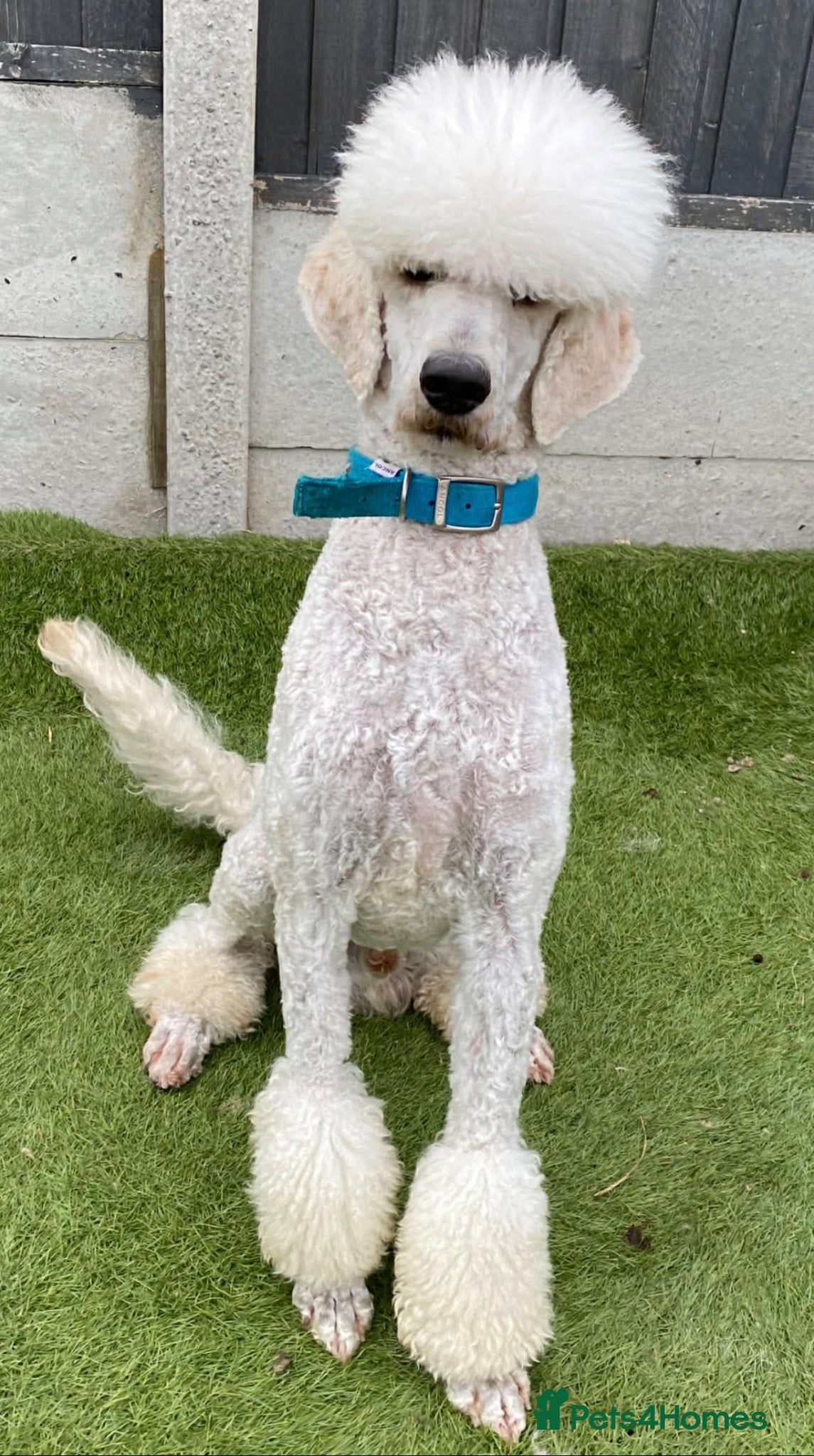 Standard Poodle dogs For stud not sale stunning standard poodle  - Advert 2
