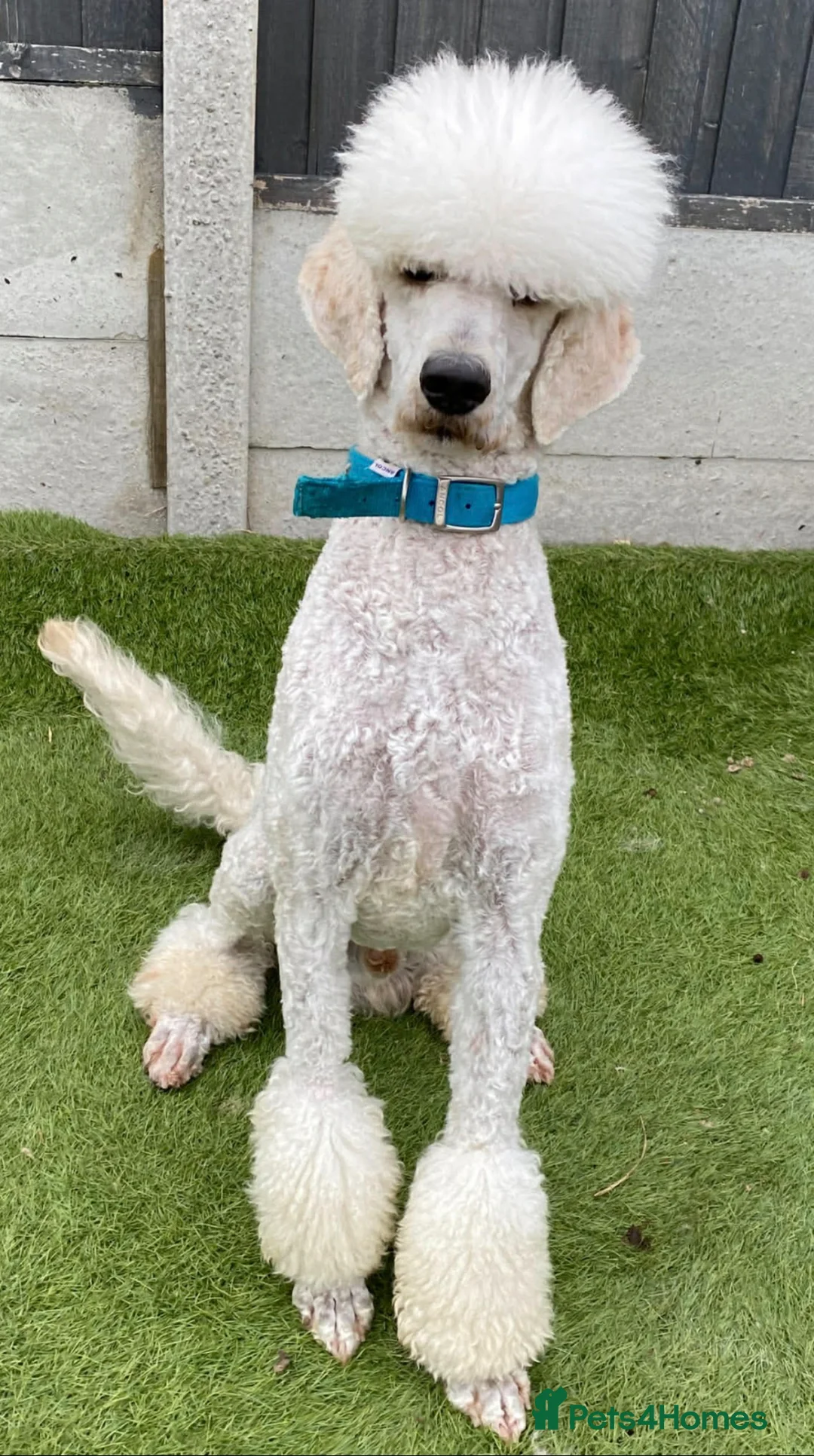 Standard Poodle dogs for stud: For stud not sale stunning standard poodle  - Advert 2