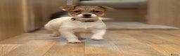 Jack Russell dogs for sale: Jack Russell Puppies… - Advert 1
