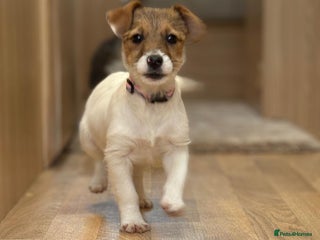 Jack Russell dogs Jack Russell Puppies… - Advert 1
