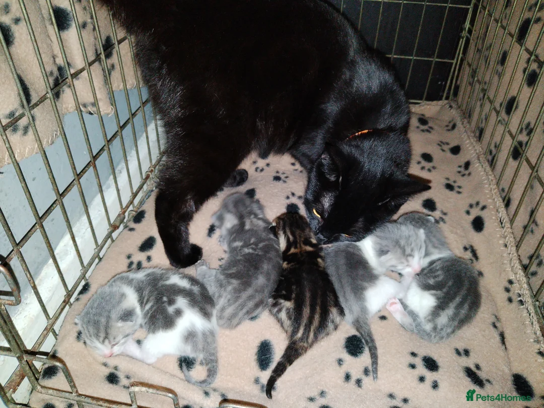 Mixed Breed cats for sale: Kittens in Bilston - Advert 1