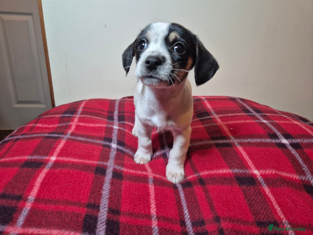 Chihuahua dogs for sale: Chihuahua puppies girls  - Advert 10