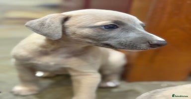 Whippet dogs - Advert 16