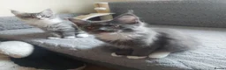Maine Coon cats for sale: Beautifull Maine Coon kittens - Advert 3