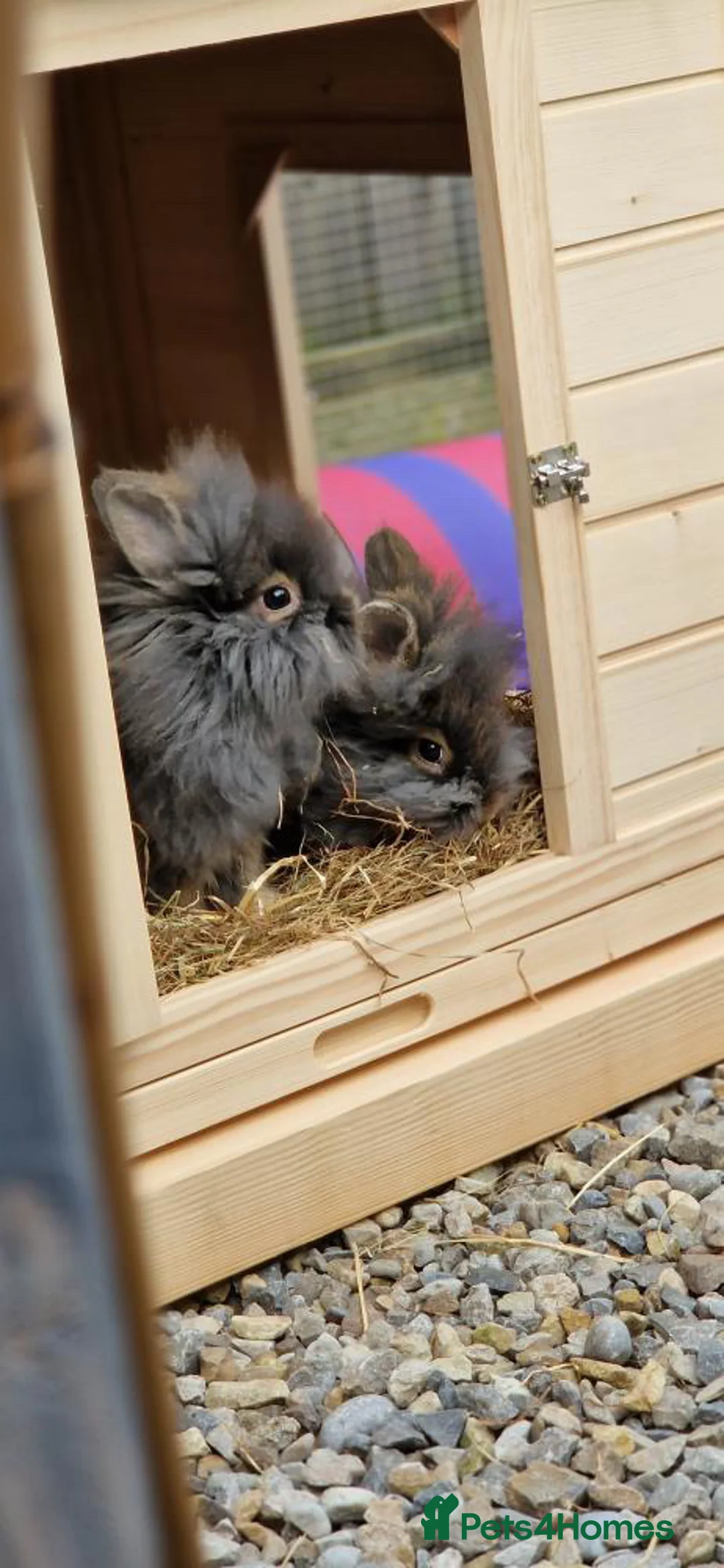 Lionhead rabbits for sale: Lionhead rabbits for sale - Advert 2