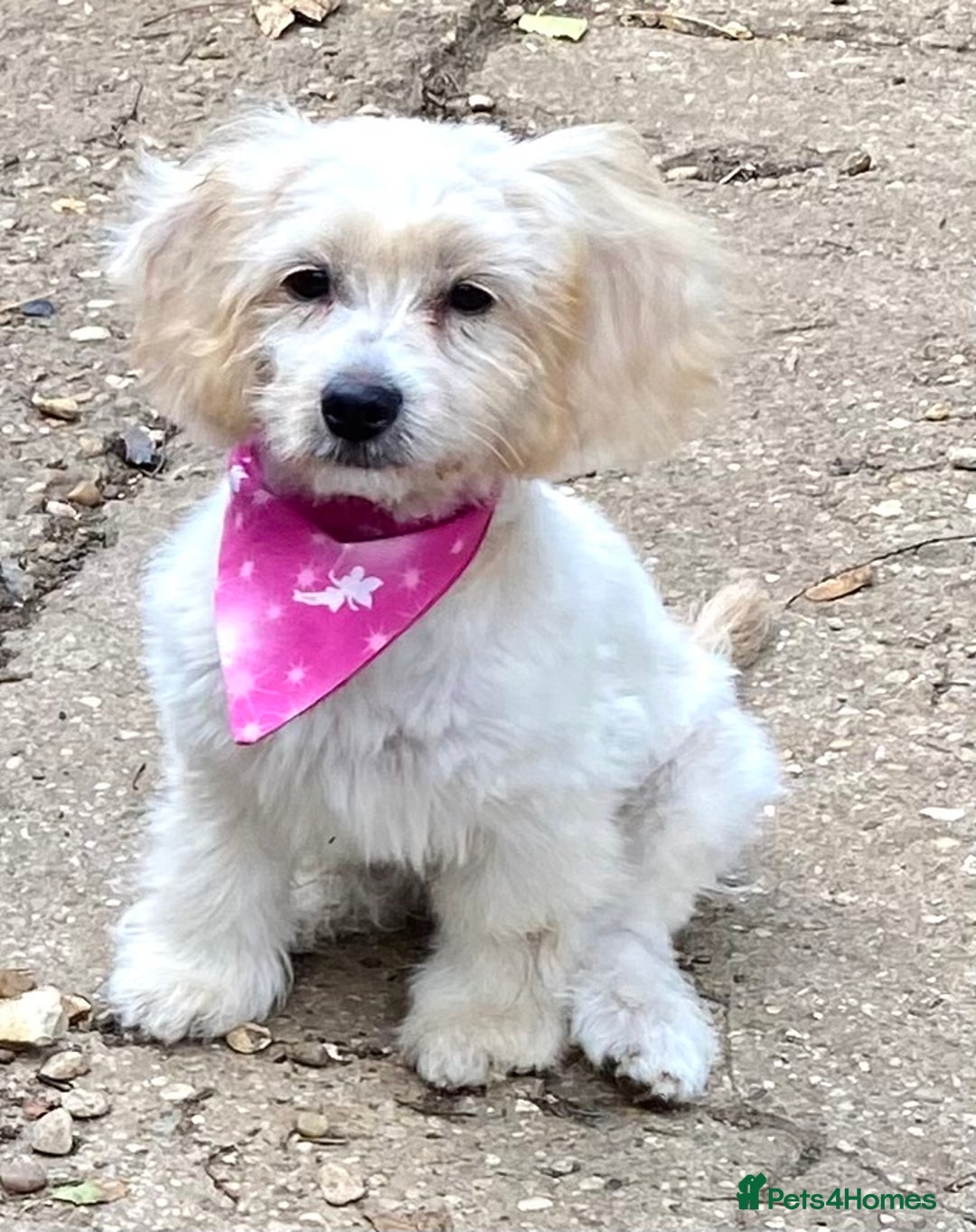 Cavapoo dogs for sale: GORGEOUS F1b TOY CAVAPOO-4 MONTHS OLD 🩷 - Image 3