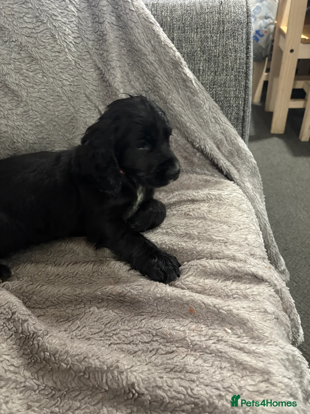 Cocker Spaniel dogs for sale: Working cocker spaniels  - Advert 14