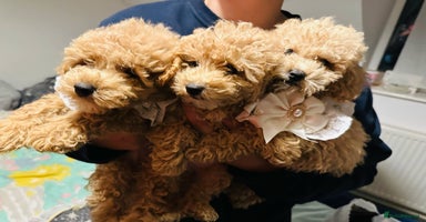 Maltipoo dogs - Advert 9