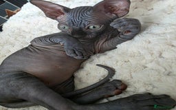 Sphynx cats for sale: Black Kittens - Image 2