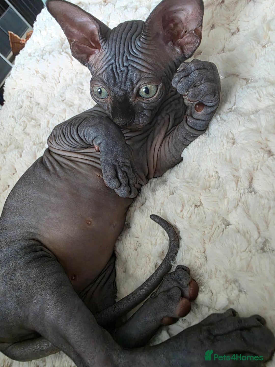 Sphynx cats for sale: Black Kittens - Image 2