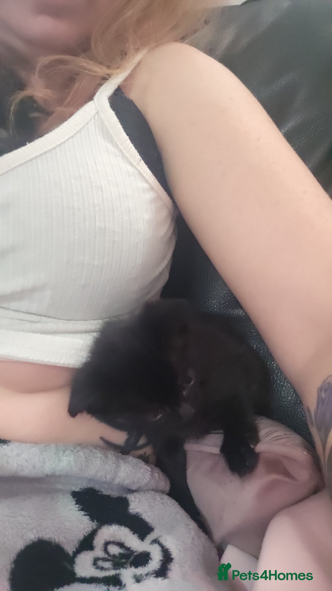 Mixed Breed cats for sale: Mixed 1/4 maine coon kittens  - Image 3