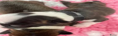 Boston Terrier 4
