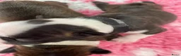 Boston Terrier dogs for sale: Five gorgeous puppies, looking for a forever home - Advert 9