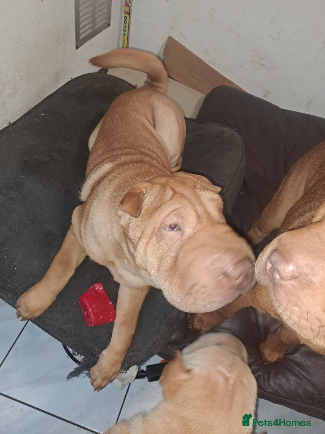 Shar Pei dogs for sale: Shar pei puppies 3 months old  - Advert 4