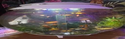 Platies fish for sale: Healthy Platies  in Sunderland - Advert 5