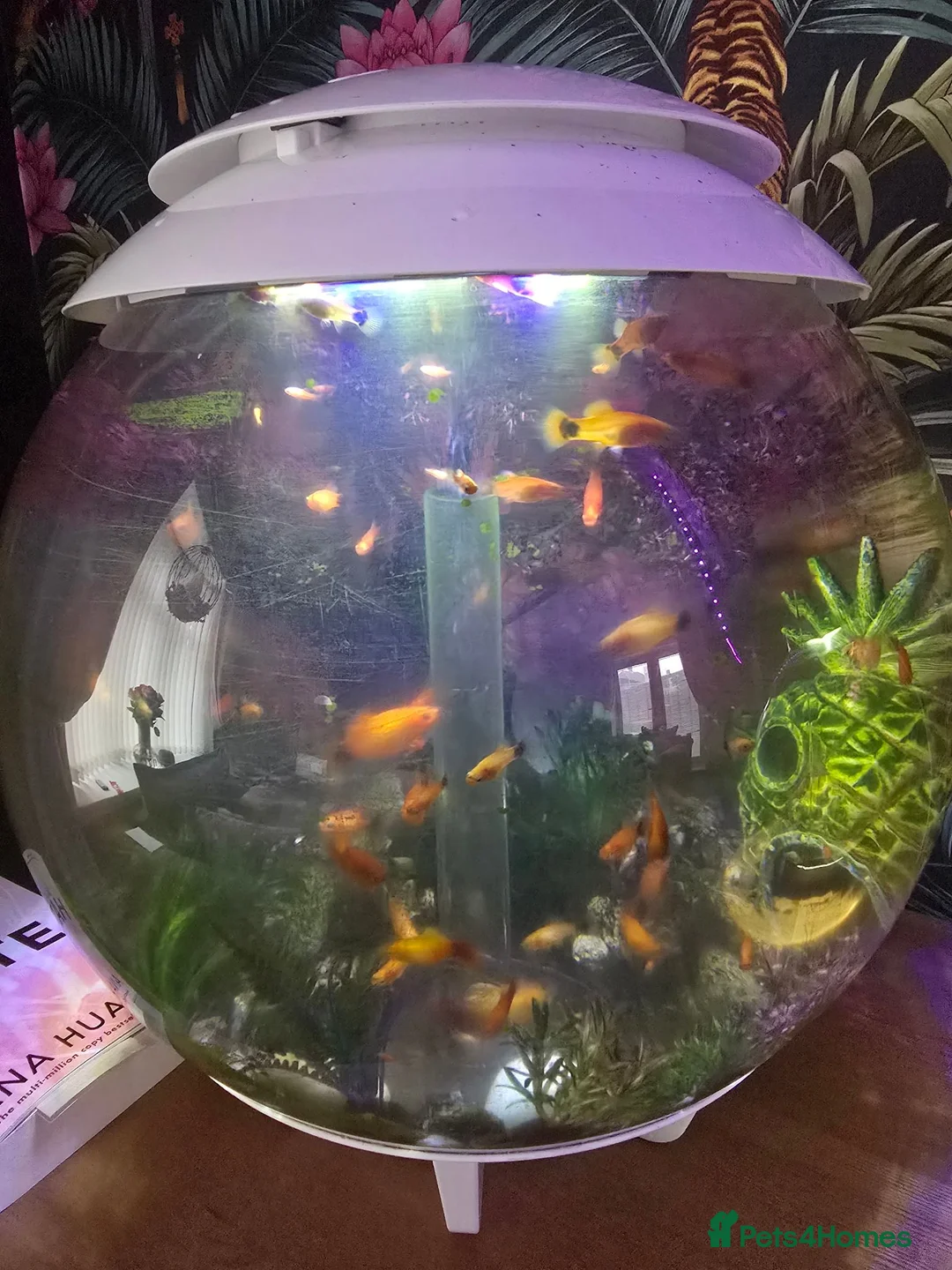 Platies fish for sale: Healthy Platies  in Sunderland - Advert 5
