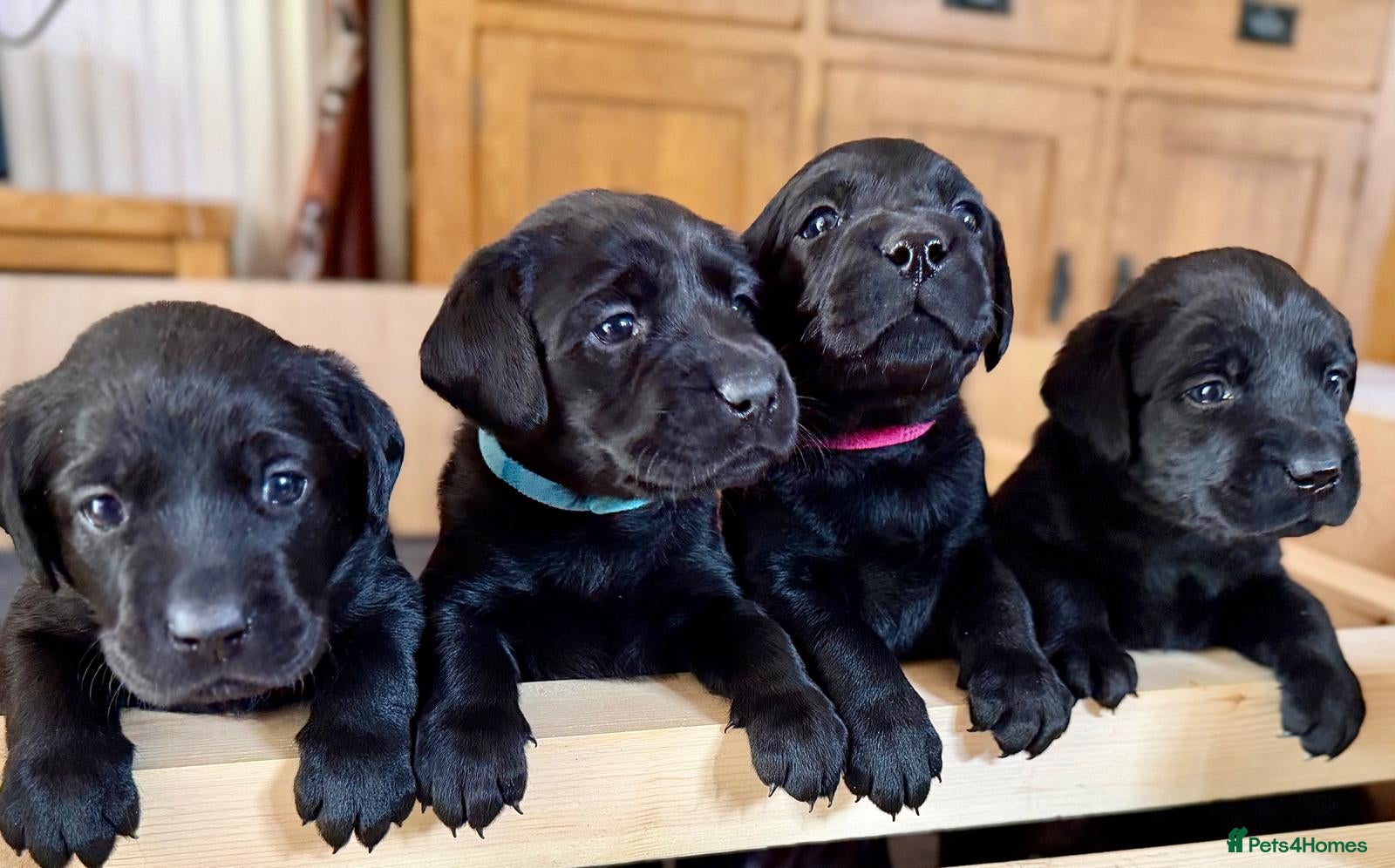 Labrador Retriever dogs Outstanding Labrador Puppies–Exceptional Pedigree - Advert 1